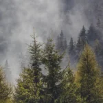 Re-wilding the Ancient Forests of Scotland