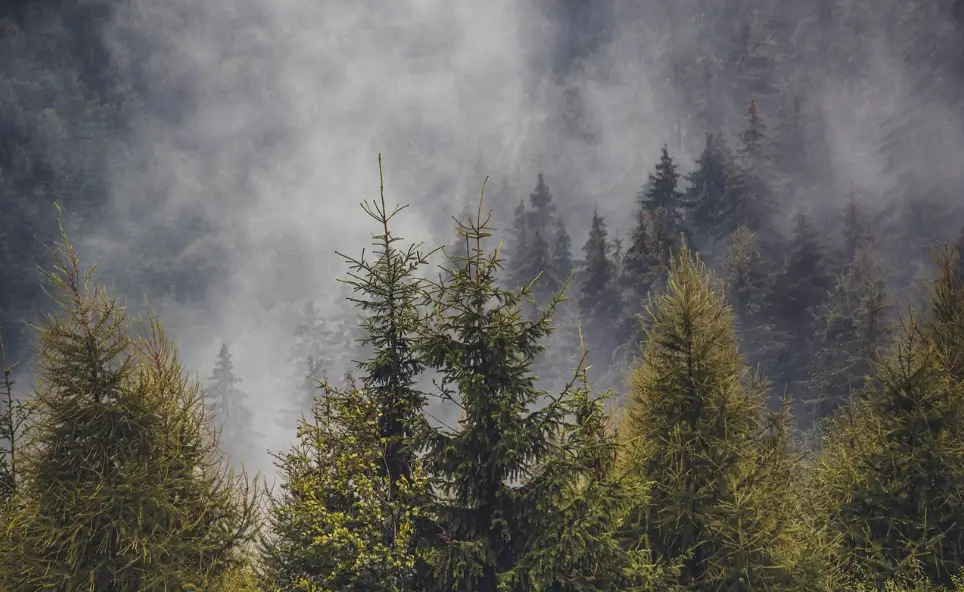 Re-wilding the Ancient Forests of Scotland