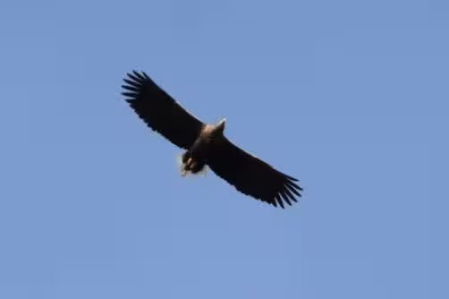White Tailed Sea Eagle in Sutherland